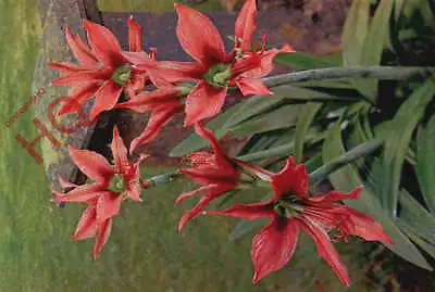 Picture Postcard>>Flowers Hippeastrum [J Arthur Dixon] 25 • £3.49